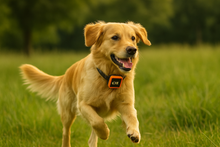 Load image into Gallery viewer, NordPaw Dog GPS (Sale)
