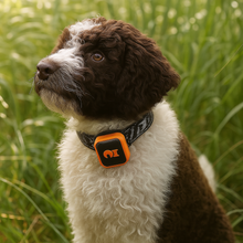 Load image into Gallery viewer, NordPaw Dog GPS (Sale)
