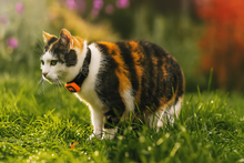 Load image into Gallery viewer, KittyFind GPS Collar
